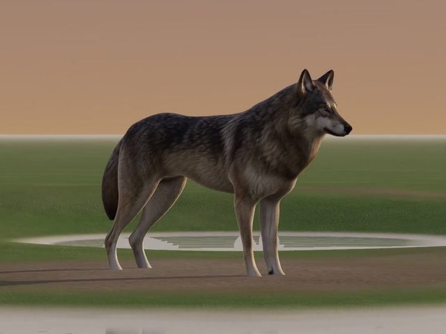 A wolf rigged by AutoRig V3 in a viewer scene