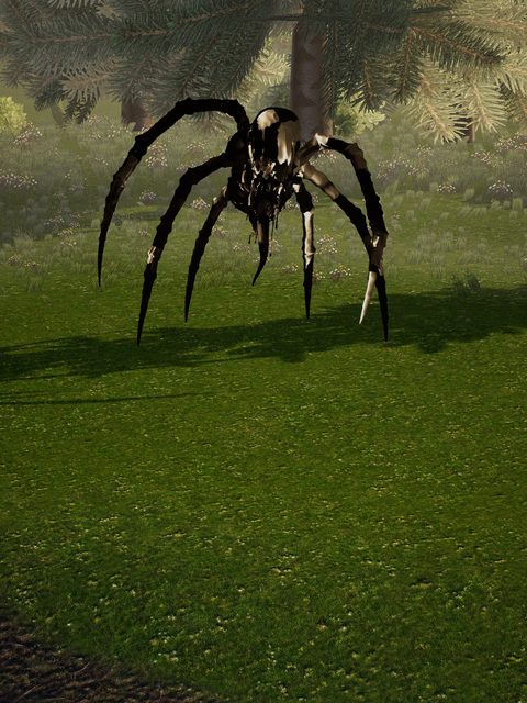 A black spider with eight long legs on grass