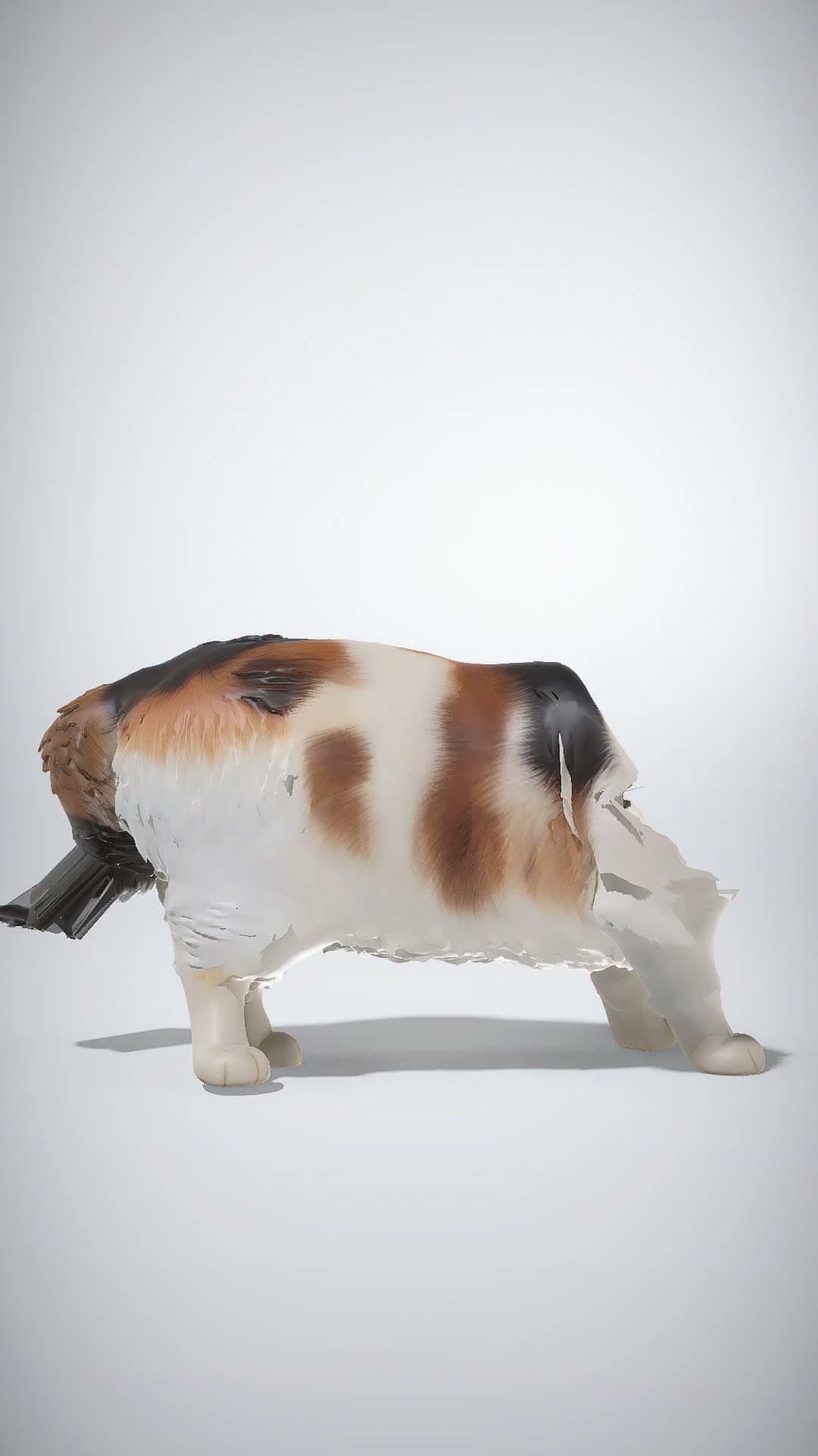 Calico Cat Model